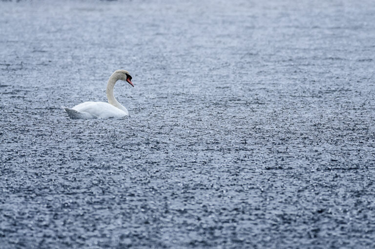 Le cygne